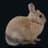 i love bunnies's profile picture
